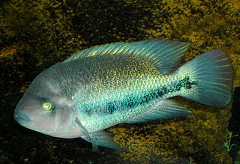 Vieja fenestrata, Fensterbuntbarsch