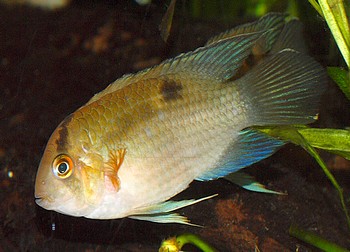 Cleithracara maronii, Maronibuntbarsch Cleithracara maronii, Maronibuntbarsch