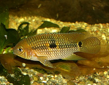 Aequidens metae, Meta-Buntbarsch