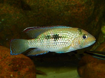 Chaetobranchus flavescens