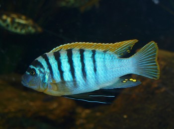 Labidochromis spec. "Hongi"