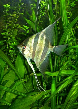 Pterophyllum altum, Hoher Segelflosser