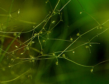 Utricularia gibba, Zwergwasserschlauch