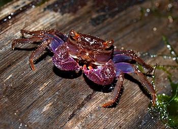 Geosesarma bogorensis