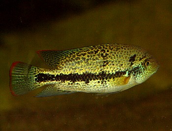 Vieja spec. Coatzacoalcos 