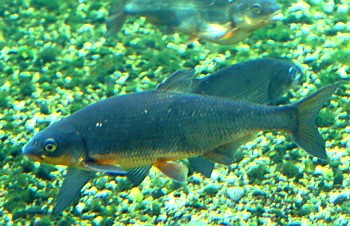 Vimba vimba Z�hrte 