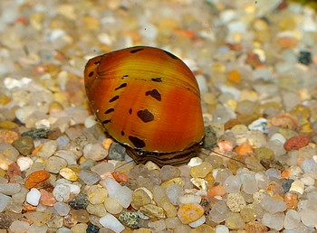 Vittina semiconica, Orange-Treck-Rennschnecke, S��wasserschnecke
