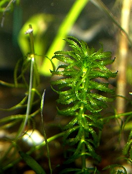 Hydrilla verticillata, Grundnessel