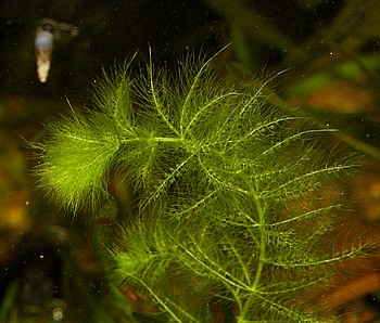 Utricularia inflexa
