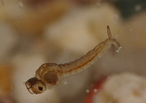 Wei�e M�ckenlarve 