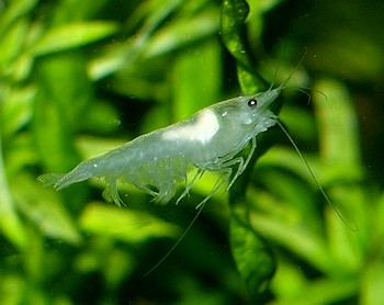 Wei�perlgarnele, S��wassergarnele