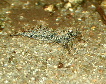 Macrobrachium kulsi0ense,  Schneefl�ckchengarnele, Perlgarnele, S��wassergarnele