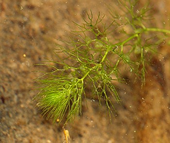 Utricularia vulgaris, Gew�hnlicher Wasserschlauch