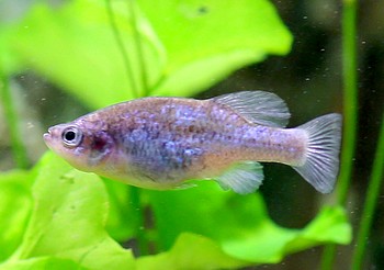 Xenoophorus captivus 