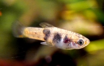 Xiphophorus couchianus Monterrey-Platy Xiphophorus couchianus Monterrey-Platy