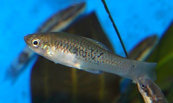 Xiphophorus evelynae Xiphophorus evelynae