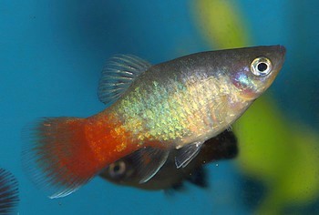 Xiphophorus maculatus Platy 