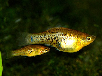 Xiphophorus milleri Xiphophorus milleri