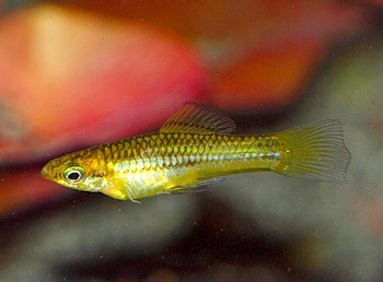 Xiphophorus pygmea Xiphophorus pygmea