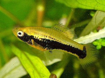 Xiphophorus variatus 019 Xiphophorus variatus 019