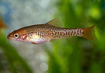 Yunnalius brevis Inle-Schmerle 