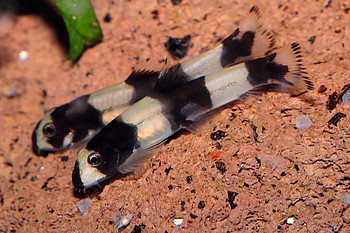 Yaoshania pachychilus Panda-Schmerle 