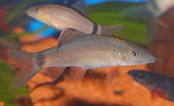 Yasuhikotakia morieti Horas Schmerle 