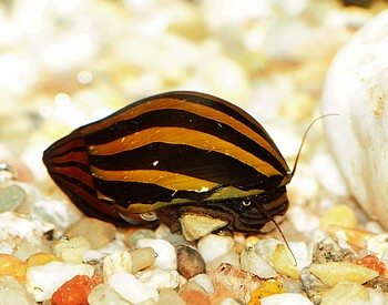 Vittina coromandeliana, Zebra-Rennschnecke, S��wasserschnecke