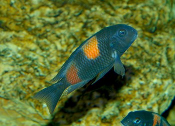 Tropheus moori, Brabantbuntbarsch - �Bulu Point�