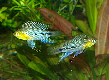 Apistogramma borelli Apistogramma borelli