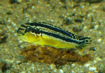 Melanochromis auratus, T�rkisgoldbarsch