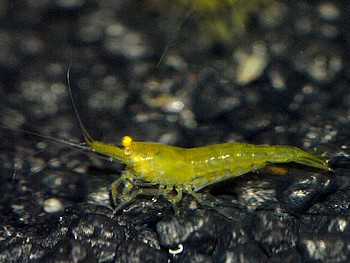Zookauf Wachau 23 August 2013 (16)