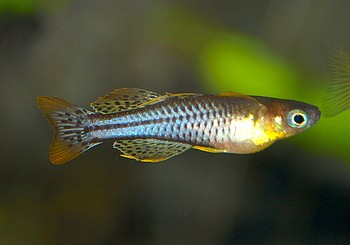 Zookauf Wachau 23 Oktober 2015 (23)