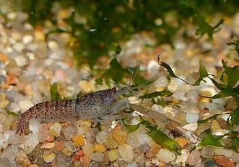 Euryrhynchus amazoniensis,  Amazonas Laubgarnele, S��wassergarnele