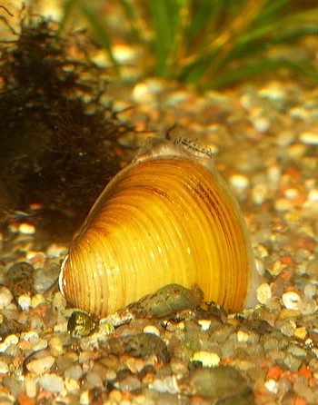 Corbicula fluminea, K�rbchenmuschel