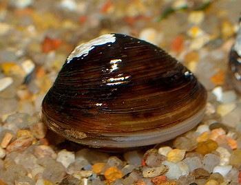 Corbicula fluminea, K�rbchenmuschel