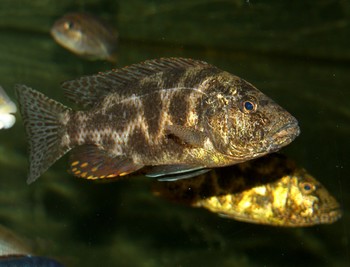 Nimbochromis livingstonii, Schl�fer-Buntbarsch