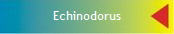Echinodorus