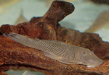 chaetostomus thomasi 